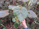 11 Dombeya (??? pilosa feuille  Forme générale du limbe de la feuille : Ovale (plus large vers la base de la feuille) 	•	Forme de la base de la feuille : Cordé 	•	Recouvrement des lobes basaux de la feuille : Oui ; Non 	•	Aspect de la feuille découpée : non applicable 	•	Degré de lobation : non applicable 	•	Extrémité de la feuille présentant 2, 3 ou 5 pointes : Oui ; Non 	•	Angle de l'extrémité de la feuille : Aigu 	•	Pointe de la feuille se prolongeant longuement : Oui 	•	La feuille est-elle fortement découpée : non 	•	Pétiole couvert de longs poils simples : Oui 	•	Pilosité du pétiole : Pubescent 	•	Présence de longs poils simples sur la marge (bord) de la feuille : oui 	•	Angle de l'extrémité des dents : Aigu 	•	Marge du limbe de la feuille : Découpée 	•	Nombre de nervures principales à la base de la feuille : 9 ; plus de 9 	•	Hétérophyllie : Non 	•	Densité relative de la pilosité du limbe de la feuille : Densité équivalente de la pilosité des deux faces du limbe