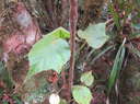 12 Dombeya sp.