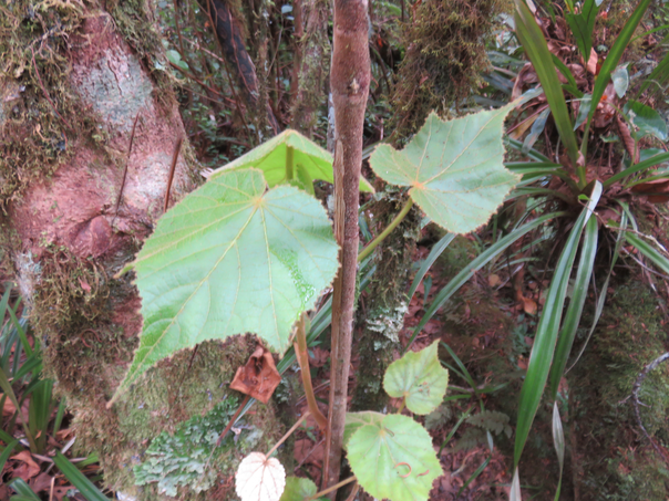 12 Dombeya sp.