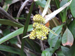 13 Ananas Marron, Astelia hemichrysa 