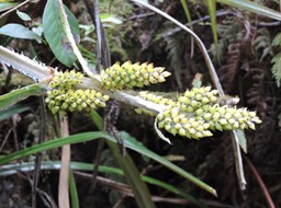 14 Ananas marron, Astelia hemichrysa 