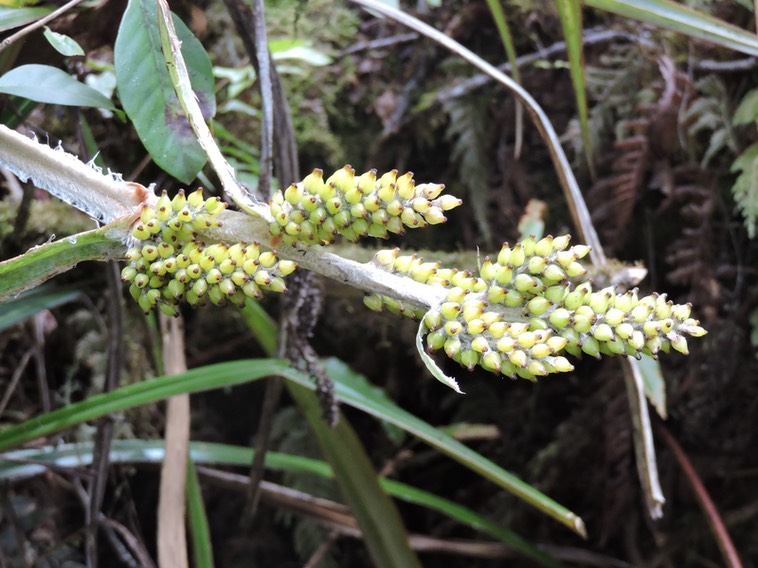 14 Ananas marron, Astelia hemichrysa 