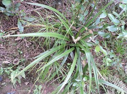 18 Ananas marron, Astelia hemichrysa 