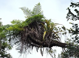 2 Jardin à Babylone 