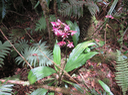 21  Calanthe sylvatica - ORCHIDACEAE-I