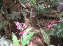 23 Calanthe sylvatica - ORCHIDACEAE-I