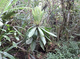 23 Canne marron, Cordyline mauritiana 