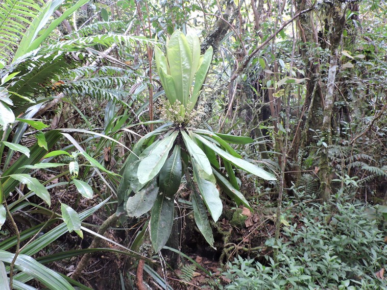 23 Canne marron, Cordyline mauritiana 