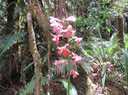 24 Calanthe sylvatica - ORCHIDACEAE-I