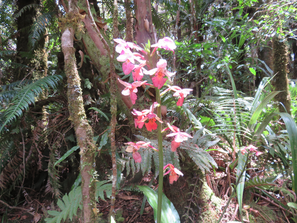24 Calanthe sylvatica - ORCHIDACEAE-I