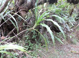 24 Canne marron, Cordyline mauritiana 