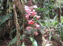 25 Calanthe sylvatica - ORCHIDACEAE-I