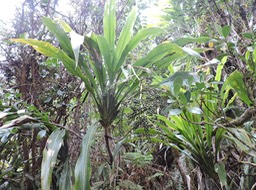 25 Canne marron, Cordyline mauritiana 