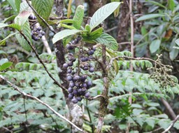 26 Bois de raisin, Bertiera rufa 