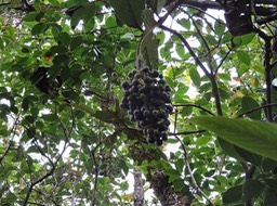 27 Bois de raisin, Bertiera rufa 