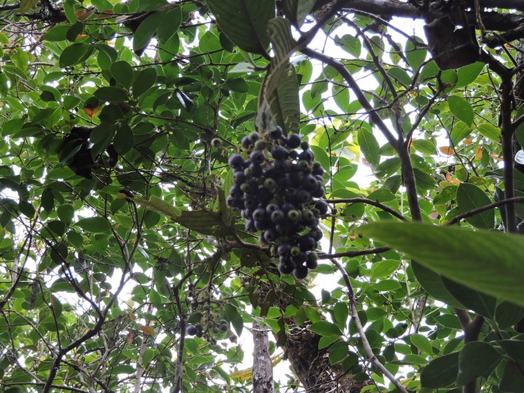 27 Bois de raisin, Bertiera rufa 