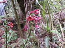28  Calanthe sylvatica - ORCHIDACEAE-I