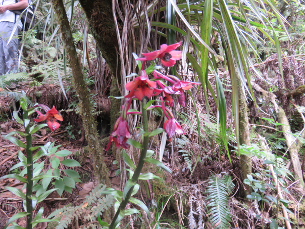 28  Calanthe sylvatica - ORCHIDACEAE-I