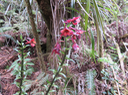 29  Calanthe sylvatica - ORCHIDACEAE-I