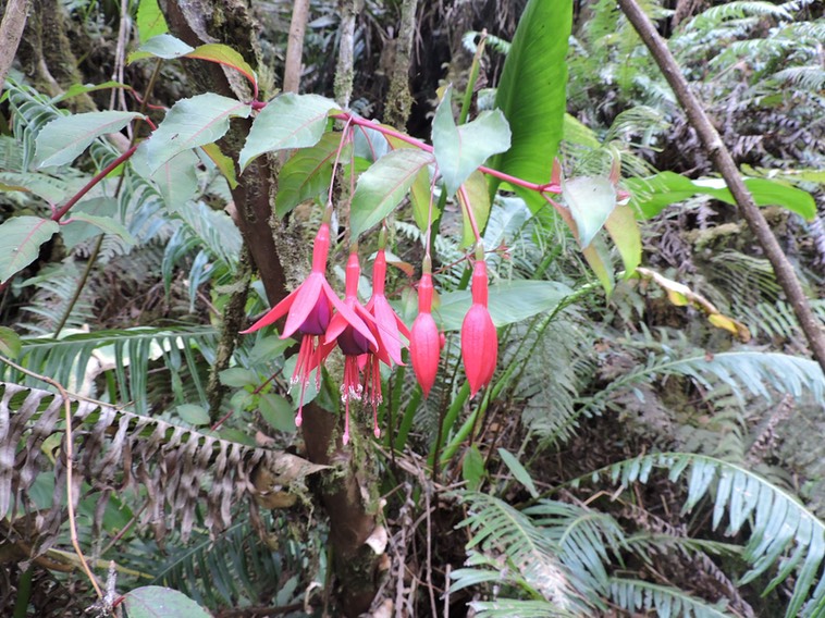 35 Ti zano, Fuschia magellanica 