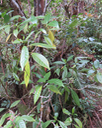 9  Fruits de Chassalia gaertneroides - Bois de corail  des Hauts - Rubiaceae
