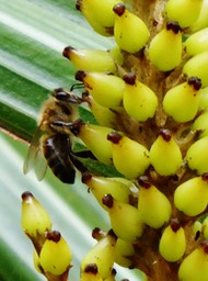 Abeille léchant le nectar de Astelia hemichrysa (2)