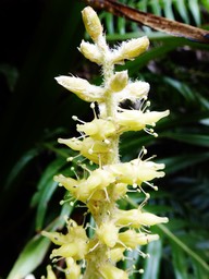 Astelia hemichrysa est protandre
