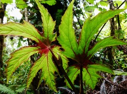Begonia diadema