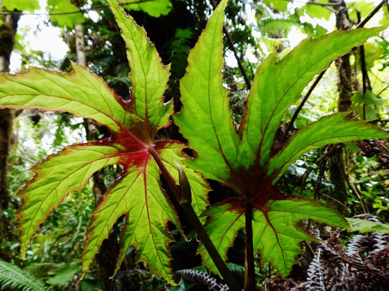 Begonia diadema