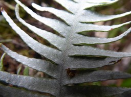 Ceradenia argyrata POLYPODIAC (1)