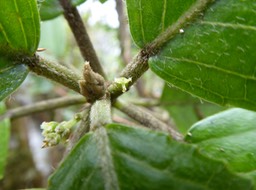 Claoxylon glandulosum fleurs femelles