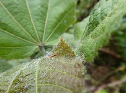 Dombeya pilosa