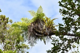 Jardin suspendu en offrande