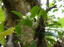 Psathura borbonica (2)