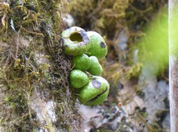 Tambourissa crassa (1)