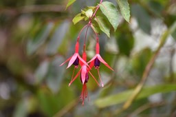 ti zanneaux - Fuchsia magellanica - ONAGRACEAE - EE