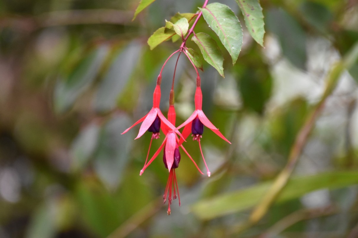 ti zanneaux - Fuchsia magellanica - ONAGRACEAE - EE