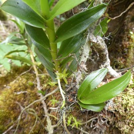 Angraecum_costatum_?-EPIDENDROIDEAE-P1070573.jpg