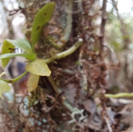 Angraecum_crassifolium_?_parvulum_?-EPIDENDROIDEAE-Indigene_Reunion20231114_112224.jpg