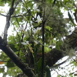 Beclardia_macrostachya-EPIDENDROIDEAE-Indigene_Reunion-P1070583.JPG