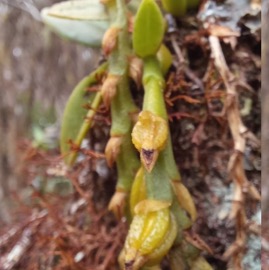 Bulbophyllum_sambinranense-EPIDENDROIDEAE-Indigene_Reunion-20231114_111638.jpg