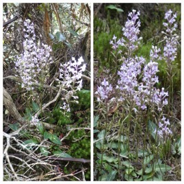 Cynorkis_ridleyi(Bernet)-ORCHIDOIDEAE_Indigne-Reunion-20231115_091519.jpg
