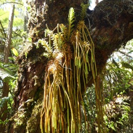 Phlegmariurus_ophioglossoides(ex_Huperzia_ophioglossoides)-Fougere_epaulette-LYCOPODIACEAE-Indigene-Reunion-P1070540.jpg