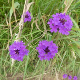 Verbena_rigida-Verveine_rigide-VERBENACEAE-EE-P1070592.jpg