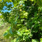 2. IMG_8177.JPG  Platanus x hispanica PLatane Plantanaceae.jpeg