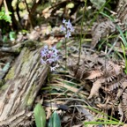 4. Cynorkis ridleyi - Ø - Orchidaceae - indigène Réunion  IMG_8180.JPG.jpeg
