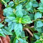 12. Pilea urticifolia Persil marron Urtic aceae Endémique La Réunion  IMG_8200.JPG.jpeg