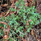 13.  Pilea urticifolia Persil marron Urtic aceae Endémique La Réunion  IMG_8201.JPG.jpeg