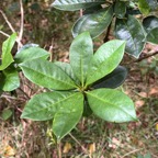 17. Pittosporum Senacia reticulatum - Bois de Joli cœur des Hauts - Pittosporacée IMG_8211.JPG.jpeg