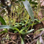 18. ??? Peperomia sp.IMG_8212.JPG.jpeg